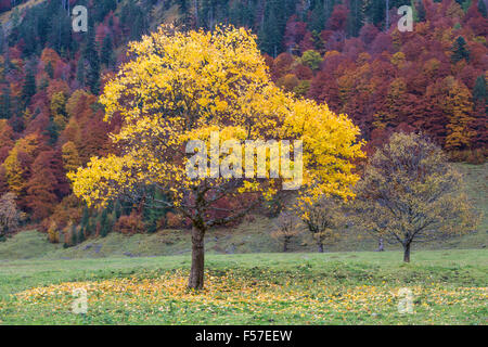 Yellow coloured tree in front of autumnal forest, autumn leaves, Großer Ahornboden behind, Eng-Alm, Hinterriss, Karwendel Stock Photo
