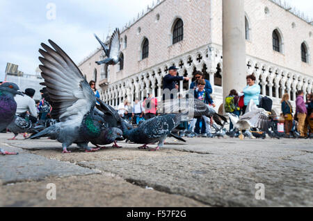 Pigeons in Saint st Marks Square, Venice, Italy Stock Photo