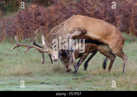 A pair of Red Deer rut stags (Cervus elaphus) fighting, dueling or sparring on a crisp morning.