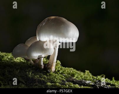Porcelain Fungus (Oudemansiella mucida) growing on fallen beech tree. Stock Photo