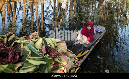 Srinagar, Indian-controlled Kashmir. 28th Oct, 2015. A girl transports lotus leaves by boat on Dal Lake in Srinagar, summer capital of Indian-controlled Kashmir, Oct. 28, 2015. © Bi Xiaoyang/Xinhua/Alamy Live News Stock Photo