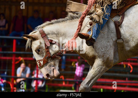 A close up image of a bucking saddle bronc horse in an outdoor arena in western Alberta Canada. Stock Photo