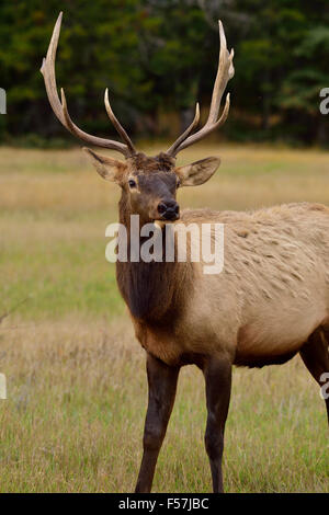 A front portrait view of a young bull elk  Cervus elaphus, standing in a meadow in Jasper National Park in Alberta Canada Stock Photo