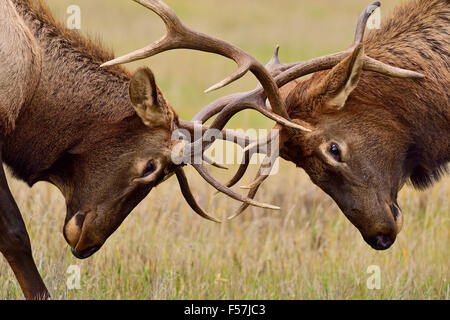 A close up of two young bull elk Cervus elaphus, in an aggressive battle Stock Photo