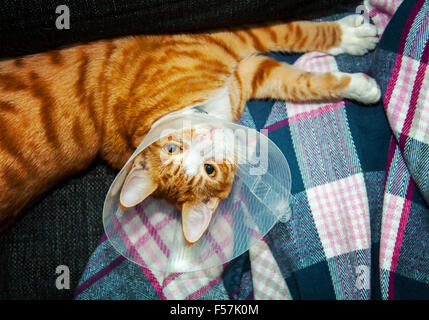 Image of cat wearing neck cone. Stock Photo