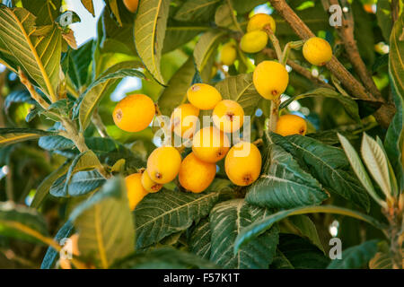 Image of ripe Loquat fruit (Eriobotrya japonica). Stock Photo