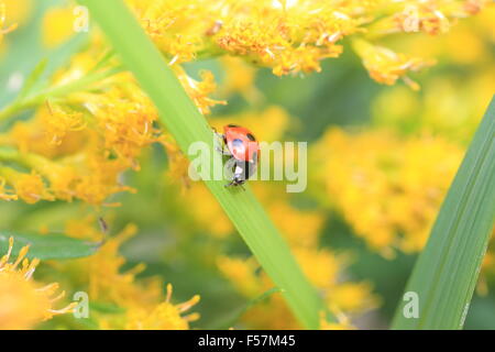 Seven-spot ladybird or Sevenspotted lady beetle (Coccinella septempunctata) in Japan Stock Photo