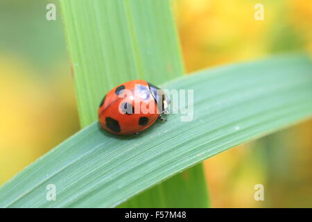 Seven-spot ladybird or Sevenspotted lady beetle (Coccinella septempunctata) in Japan Stock Photo