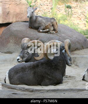 Mature male North American Bighorn sheep (Ovis canadensis) resting and ruminating, a female in the background Stock Photo