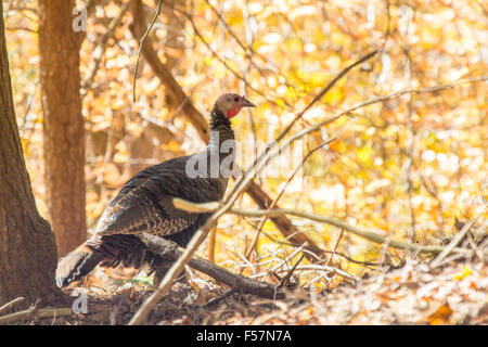 An Eastern wild turkey hen against an autumn backdrop. Stock Photo