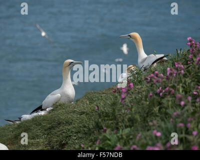 Gulls Bempton Cliffs near Filey, North Yorkshire Stock Photo