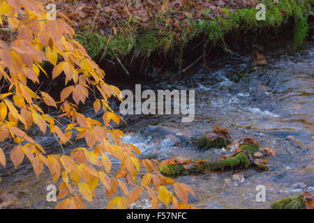 A beech tree in autumn foliage beside a rushing stream. Stock Photo