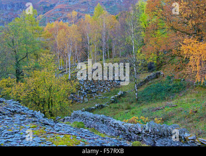 Silver birches growing out of old slate quarrying spoil heaps, Langdale Valley, Lake District National Park, Cumbria, England Stock Photo