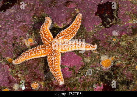 Common starfish, common sea star, starfish, Gemeiner Seestern, Asterias rubens, sea-star, L'Étoile de mer Stock Photo