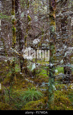 Mosses and Lichen growing in abundance on the branches of pine trees on the Isle of Skye, Scotland.