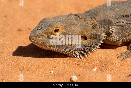Close-up of head & face of central bearded dragon lizard, Pogona vitticeps, with orange & brown spiny skin in outback Australia Stock Photo