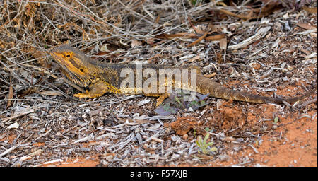 Central bearded dragon lizard, Pogona vitticeps, with orange & brown spiny skin camouflaged among dry leaves, outback Australia Stock Photo