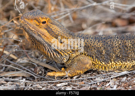 Close-up of central bearded dragon lizard, Pogona vitticeps, camouflaged with orange & brown spiny skin in outback Australia Stock Photo