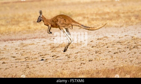 Panoramic view of male red kangaroo, Macropus rufus, in mid-air, with tail extended, bounding across arid outback landscape Stock Photo