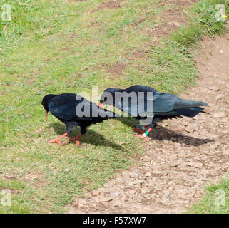 Red-Billed Or Cornish Chough ( Pyrrhocorax Pyrrhocorax ) Feeding On Pasture Land, Lizard Peninsula, Cornwall, England, UK Stock Photo