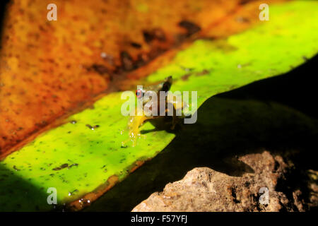 Rufous eyed brook (Duellmanohyla rufioculis) froglet, a threatened species, found in Monteverde, Costa Rica Stock Photo