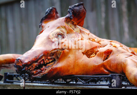 A dramatically Crispy Roasted Pig on a rack outdoors, just removed from it's traditional Cuban style above ground cooking box Stock Photo