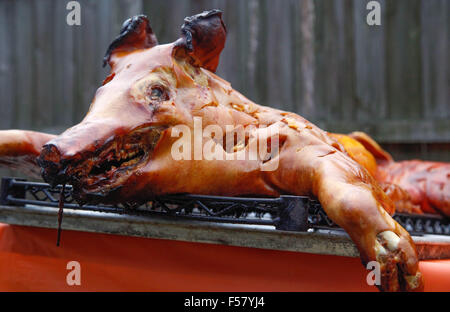 A dramatically Crispy Roasted Pig on a rack outdoors, just removed from it's traditional Cuban style under ground cooking box Stock Photo