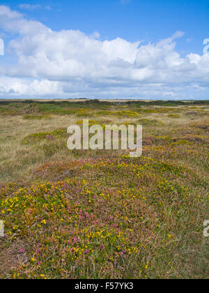 The Lizard ( Kynance Farm ) National Nature Reserve, Lizard Peninsula, Cornwall, England, UK in Summer Stock Photo