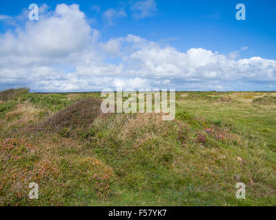 The Lizard ( Kynance Farm ) National Nature Reserve, Lizard Peninsula, Cornwall, England, UK in Summer Stock Photo