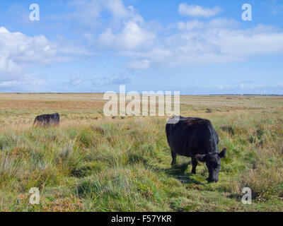 The Lizard ( Kynance Farm ) National Nature Reserve, Lizard Peninsula, Cornwall, England, UK in Summer Stock Photo