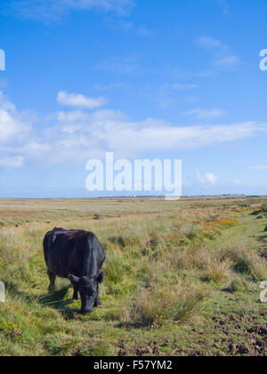 Cow Grazing The Lizard ( Kynance Farm ) National Nature Reserve, Lizard Peninsula, Cornwall, England, UK in Summer Stock Photo