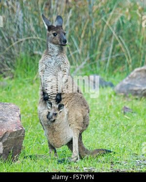 Female western grey kangaroo, Macropus fulginosus with joey peering from pouch & grass in mouth in outback Australia Stock Photo