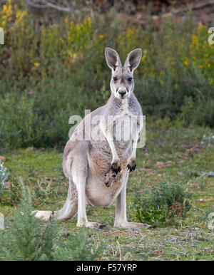 Female red kangaroo, Macropus rufus with joey peering from pouch, staring at camera, with background of wildflowers in outback Australia Stock Photo