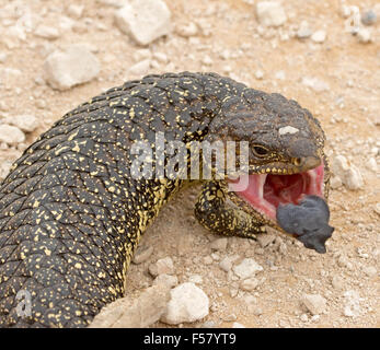 Close-up of shingleback lizard, Tiliqua rugosa, in aggressive pose with mouth open & blue tongue visible, in outback Australia Stock Photo