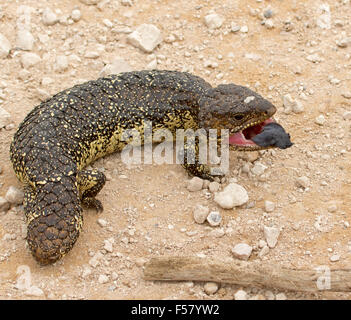 Shingleback lizard, Tiliqua rugosa, in aggressive pose with mouth open & blue tongue visible, in the wild in outback Australia Stock Photo