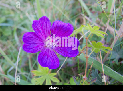 Bloody Cranesbill ( Geranium sanguineum ) In Summer, UK Stock Photo