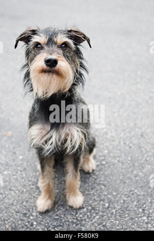 Full body adorable medium size gray wire haired terrier mix dog sitting tall on faded black asphalt facing camera eye contact Stock Photo