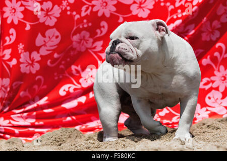 Full body of white Bulldog walking in sand at beach in front of orange floral print draped fabric looking like a tough bruiser