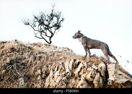 heroic posture of a dog climbing a dry rocky hillside with a lone barren tree in background Stock Photo