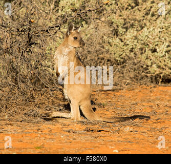Young western grey kangaroo, Macropus fuliginosus in the wild at Mungo National Park in outback NSW Australia, Stock Photo