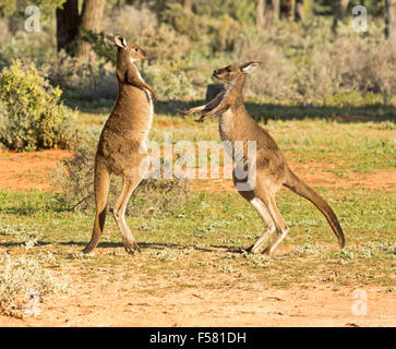 Two young male western grey kangaroos Macropus fuliginosus in the wild boxing at Mungo National Park in outback NSW Australia Stock Photo