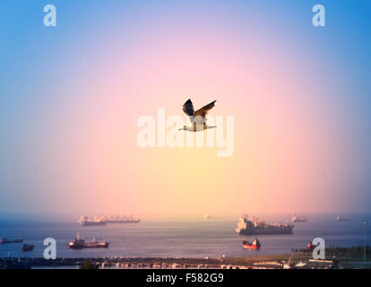 Beautiful seagull flying in the sky against the backdrop of the city of Istanbul in Turkey Stock Photo