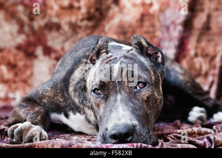 Adult Cane Corso dog laying down on a multi-colored fabric backdrop facing camera with eye contact Stock Photo