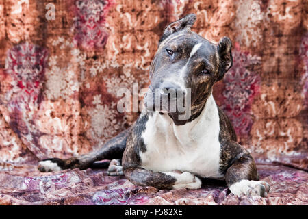 Adult Cane Corso dog laying down on a multi-colored fabric backdrop facing camera with eye contact and a cocked head Stock Photo