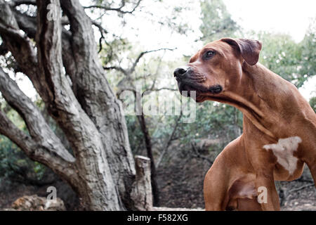Bold and powerful portrait of male adult Rhodesian Ridgeback dog in nature looking off camera with beautiful trees in background Stock Photo