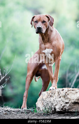 Bold and powerful portrait of male adult Rhodesian Ridgeback dog facing camera with front feet propped up on a rock in nature Stock Photo