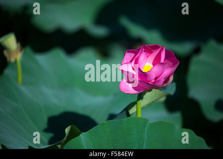 Lotus Flowers Bloom At The Summer Palace In Beijing China 17 June lotus-flowers-bloom-at-the-summer-palace-in-beijing-china-17-june
