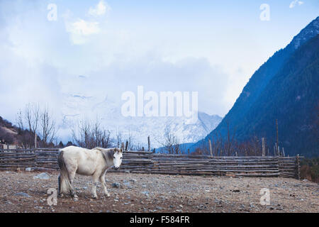 white horse in Himalaya mountains Stock Photo