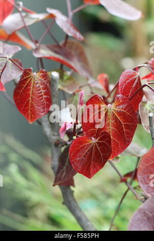 Cercis canadensis  or also known as Forest Pansy leaves Stock Photo