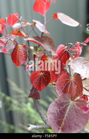 Cercis canadensis  or also known as Forest Pansy leaves Stock Photo